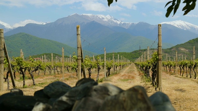 葡萄园，私人酿酒企业，葡萄品种的育种，农作物视频素材