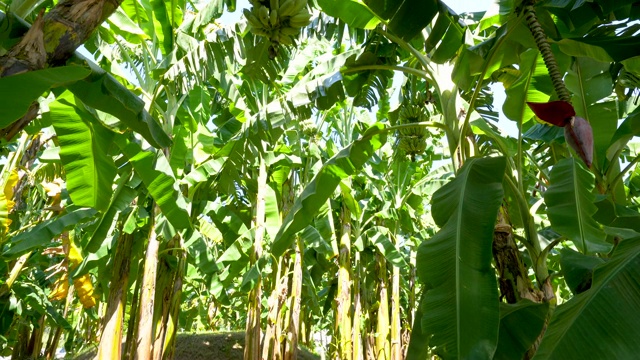 摄像机摇摄，香蕉树，串，成熟的水果视频下载
