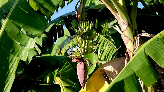 香蕉是盛开的香蕉。在香蕉树上生长成熟的黄色。近距离视频下载