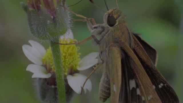 近距离看棕蝶在草花上，马科昆虫。视频下载