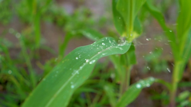 农园玉米叶上的水滴被水施普林格慢镜头拉近视频素材