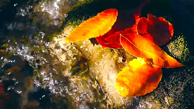 岩石上的秋叶在小溪里视频购买
