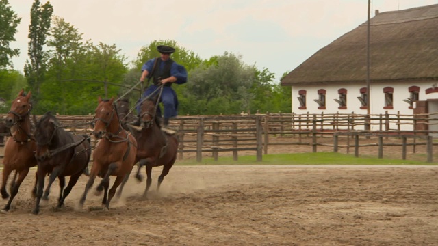 一个Csikos站在疾驰的马背上，引导着另外三匹马走向相机视频下载