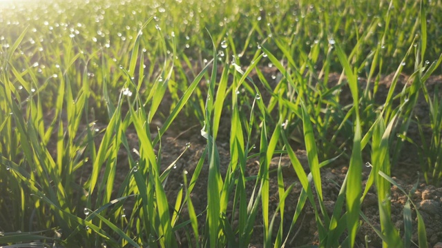 新的小麦在土壤中生长视频素材