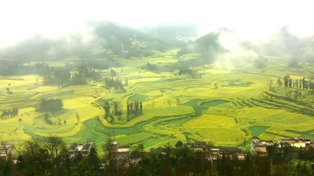 中国罗平晨雾中的油菜田。视频下载