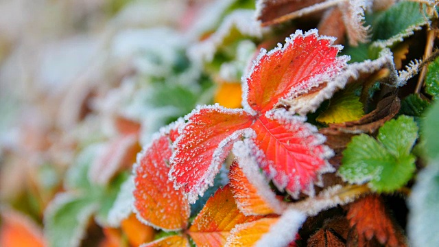 带霜的秋叶视频素材