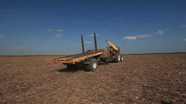 巴西阿拉戈亚斯的甘蔗田视频素材