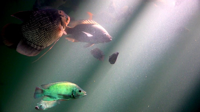 鱼漂浮在池塘的水下视频素材