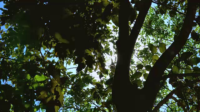 阳光和耀斑透过树木与尘埃视频素材