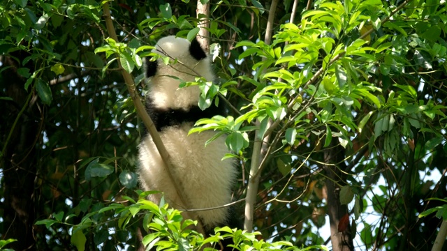 树上的大熊猫幼崽视频素材