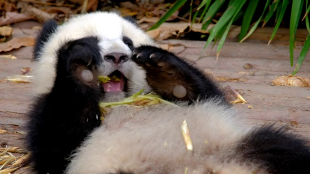 大熊猫吃竹子视频购买