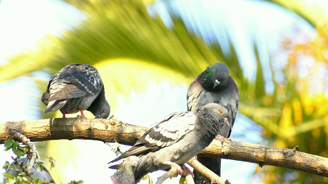 动物鸟鸽子在树上视频素材