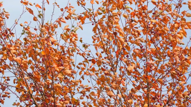 秋天的树，红叶小果实视频素材