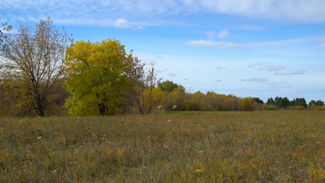 秋天草地上的枯叶树视频素材
