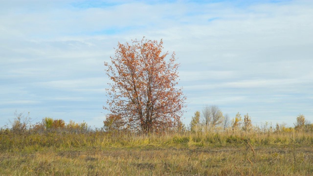 寂寞的树，在一片红叶的田野里视频素材