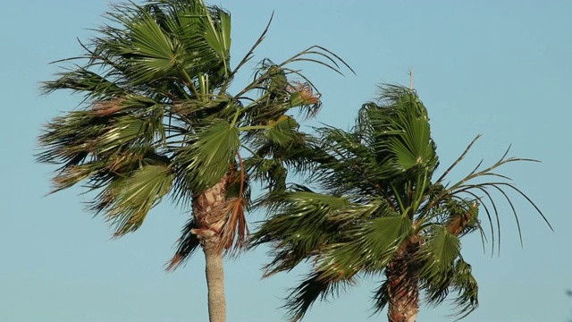 风中的棕榈树视频下载