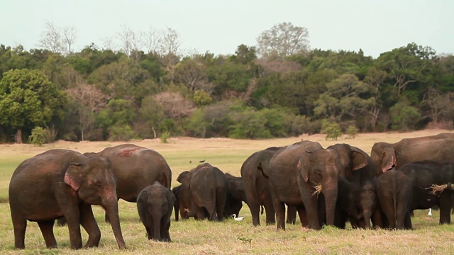 斯里兰卡明纳里亚国家公园里的亚洲象视频素材