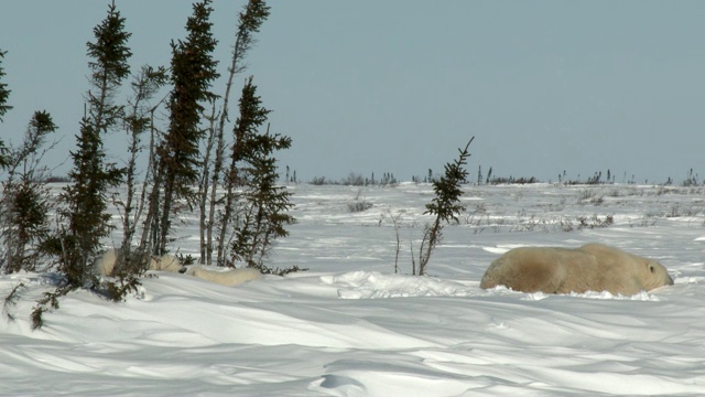 北极熊妈妈和幼崽在穴点视频素材