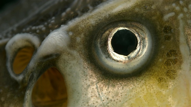鲟鱼家族的眼睛，特写视频素材