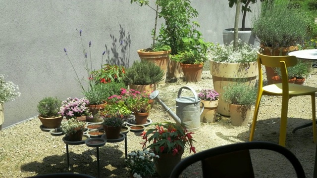 阳光围墙花园里的漂亮盆花视频下载