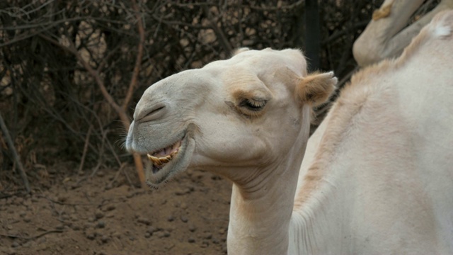 骆驼头的特写镜头，他看着镜头和咀嚼滑稽视频下载