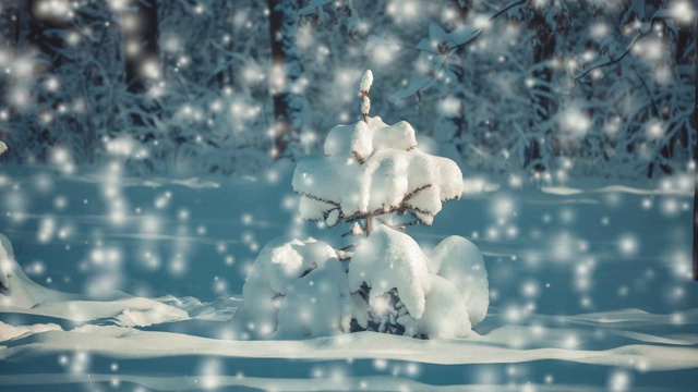 一棵美丽的小圣诞树，上面覆盖着白雪，背景是深蓝色的视频下载