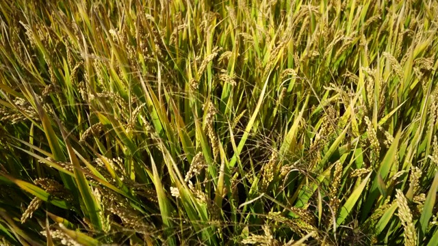 农田里的稻田作物视频下载