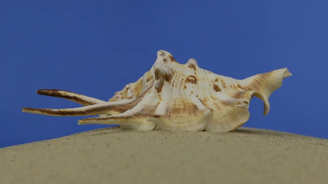 放大。美丽的贝壳躺在沙滩上。视频素材