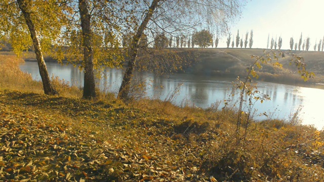 河上的树木和落叶视频素材