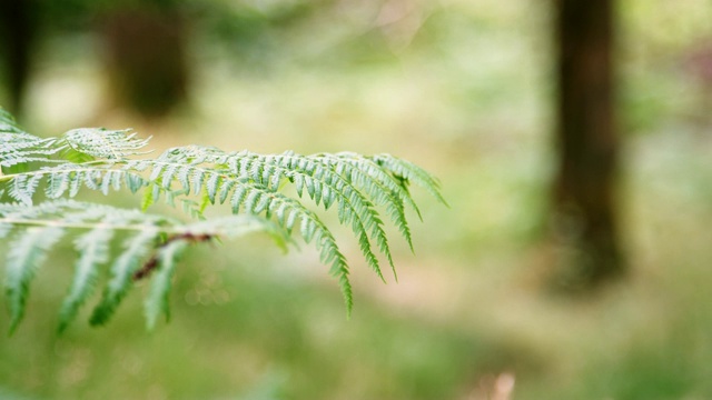 英国湖区，森林中蕨类植物叶子的特写视频下载