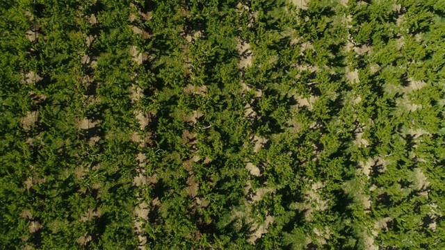 在一个阳光明媚的日子里，科罗拉多州帕利塞德的果园里，一架上升的空中无人机拍摄了一排排的桃树视频素材