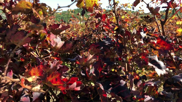 秋天收获了葡萄，葡萄的叶子橘红色很多视频下载