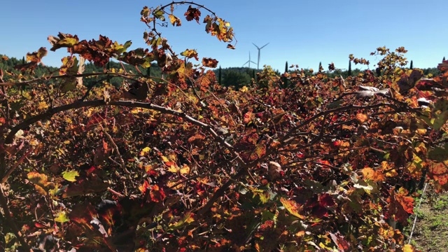 秋天收获了葡萄，葡萄的叶子橘红色很多视频下载