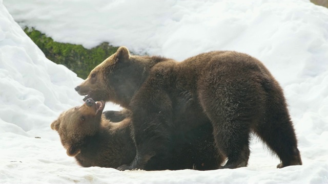 冬天的棕熊视频素材
