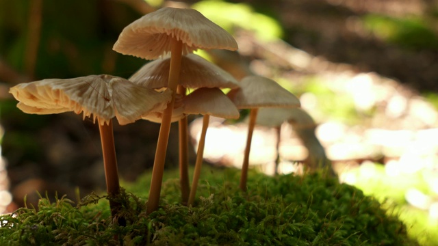 蘑菇自然背景视频素材
