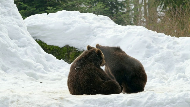 冬天的棕熊视频下载