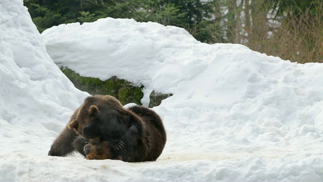冬天的棕熊视频素材