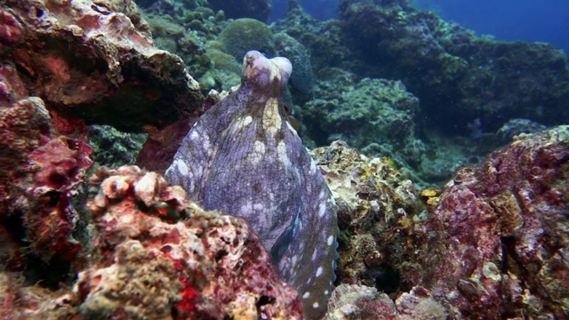 水下暗礁章鱼(章鱼蓝藻)伪装在珊瑚礁上视频素材