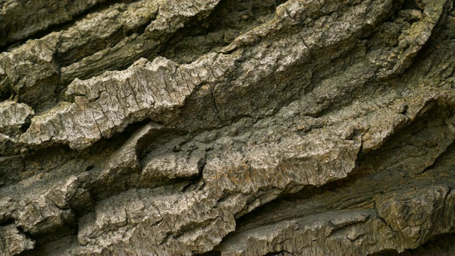 棕色木材的树皮闭合旋转。松树或橡树。宏观树就像岩石。视频素材
