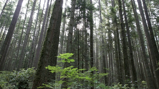 森林树冠，太平洋西北，4K，超高清视频素材