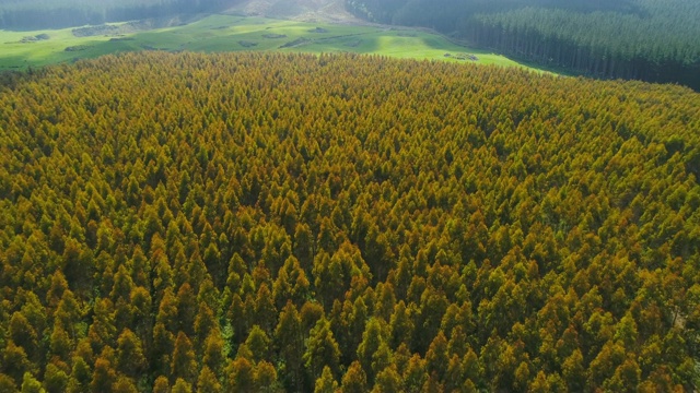 新西兰怀卡托地区松树林鸟瞰图。视频下载