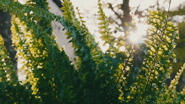 慢镜头:阳光透过绿叶视频下载