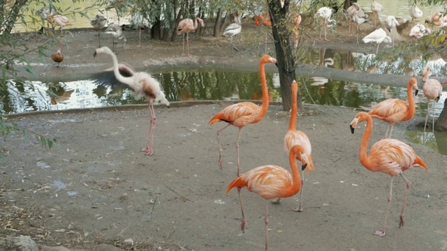 动物园里一群粉红色的火烈鸟视频素材