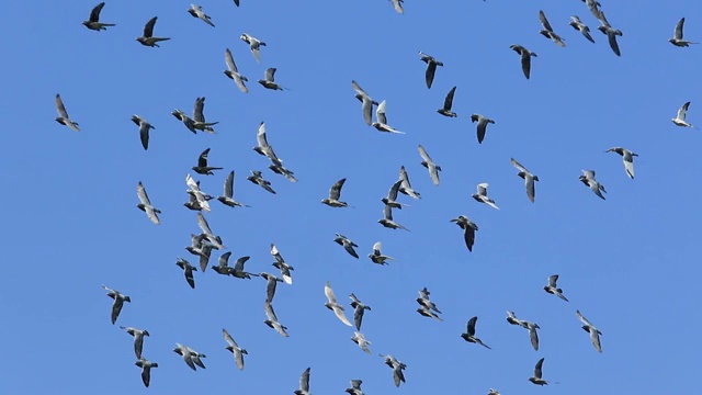 一群速度飞快的鸽子在飞翔视频下载