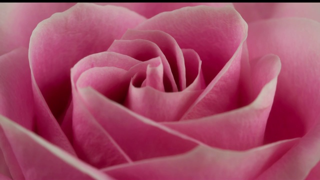 美丽盛开的粉红玫瑰特写视频素材