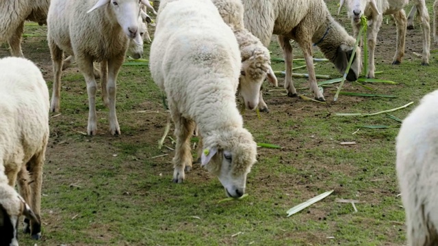 绿色田野上的羊群视频素材