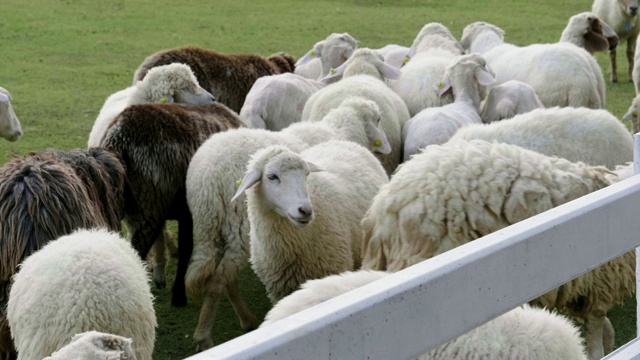 绿色田野上的羊群视频素材