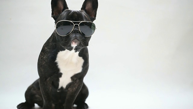 狗品种法国斗牛犬在眼镜，坐和舔视频素材