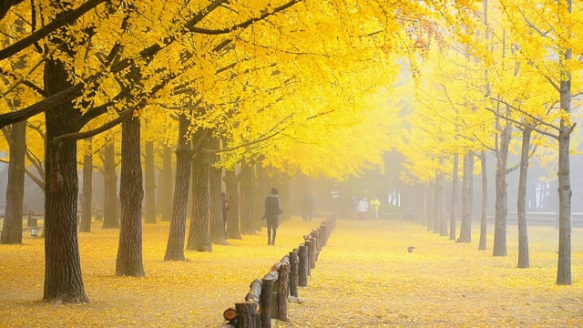 韩国首尔奈美岛的秋日日出视频下载