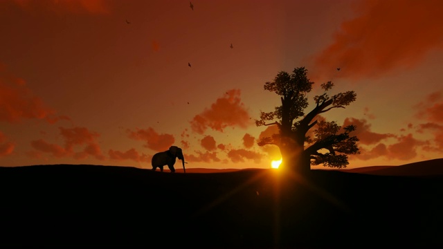 非洲大象在美丽的日落下走向猴面包树，4K视频素材